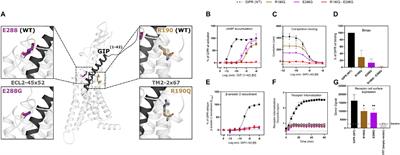 Loss of Function Glucose-Dependent Insulinotropic Polypeptide Receptor Variants Are Associated With Alterations in BMI, Bone Strength and Cardiovascular Outcomes